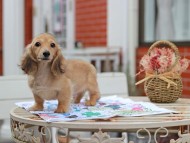 Kaninchen_Dachshund_5599 Kaninchen_Dachshund_5599