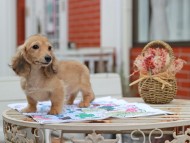 Kaninchen_Dachshund_5600