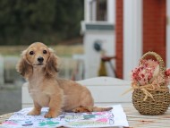 Kaninchen_Dachshund_5607 Kaninchen_Dachshund_5607