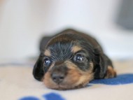 Kaninchen_Dachshund_5613