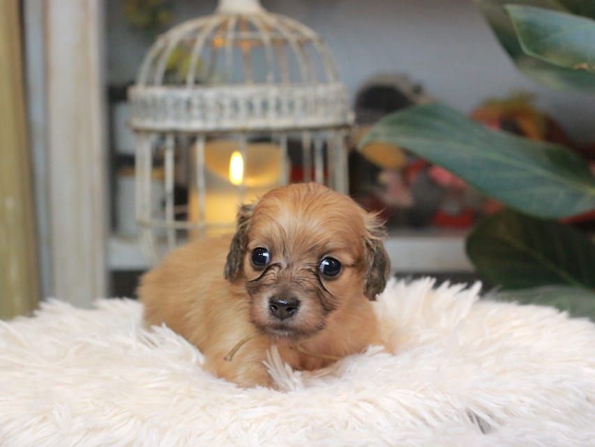 カニンヘンダックスフンド バルーン ＆ スパーキの子犬 イエロー 男の子（2）