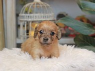 Kaninchen_Dachshund_5618 Kaninchen_Dachshund_5618