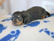 Kaninchen_Dachshund_5619 Kaninchen_Dachshund_5619