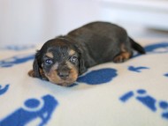 Kaninchen_Dachshund_5622