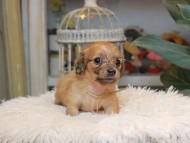 Kaninchen_Dachshund_5623 Kaninchen_Dachshund_5623