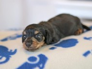 Kaninchen_Dachshund_5625 Kaninchen_Dachshund_5625