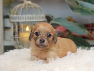 Kaninchen_Dachshund_5637