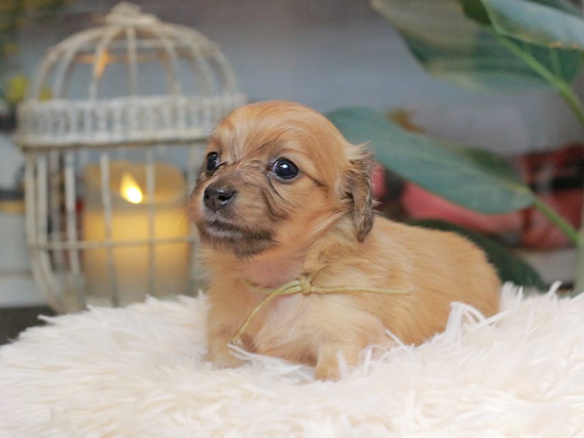 カニンヘンダックスフンド バルーン ＆ スパーキの子犬 イエロー 男の子（2）