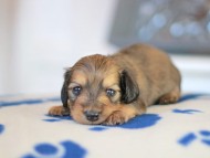 Kaninchen_Dachshund_5651 Kaninchen_Dachshund_5651