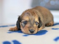 Kaninchen_Dachshund_5652