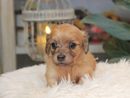 Kaninchen_Dachshund_5660 Kaninchen_Dachshund_5660