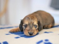 Kaninchen_Dachshund_5666 Kaninchen_Dachshund_5666