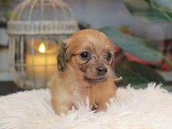 Kaninchen_Dachshund_5667 Kaninchen_Dachshund_5667