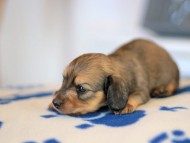 Kaninchen_Dachshund_5669
