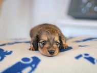 Kaninchen_Dachshund_5689