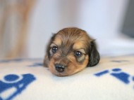 Kaninchen_Dachshund_5717