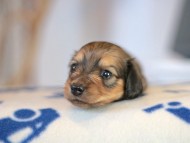 Kaninchen_Dachshund_5718