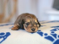 Kaninchen_Dachshund_5720