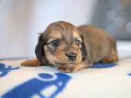 Kaninchen_Dachshund_5724