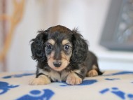 Kaninchen_Dachshund_5735