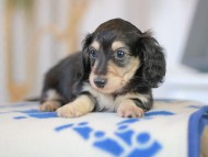 Kaninchen_Dachshund_5754 Kaninchen_Dachshund_5754