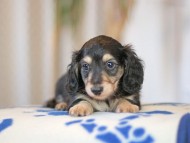 Kaninchen_Dachshund_5769