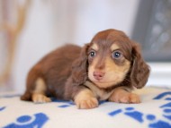Kaninchen_Dachshund_5784