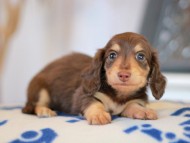 まる&スルガの子犬 ブラウンイエロー（チョコクリーム） 女の子 カニンヘンダックスフンド