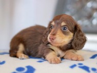 Kaninchen_Dachshund_5786