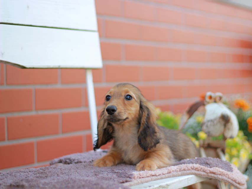 カニンヘンダックスフンド チャンミ&リバティの子犬 レッド 男の子（2）
