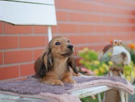 Kaninchen_Dachshund_5794 Kaninchen_Dachshund_5794