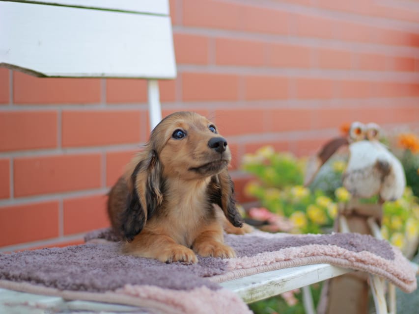 カニンヘンダックスフンド チャンミ&リバティの子犬 レッド 男の子（2）