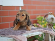 Kaninchen_Dachshund_5799 Kaninchen_Dachshund_5799