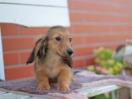 Kaninchen_Dachshund_5805
