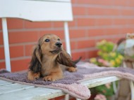 Kaninchen_Dachshund_5806 Kaninchen_Dachshund_5806