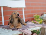 Kaninchen_Dachshund_5807
