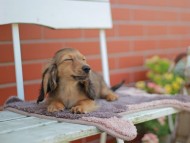 Kaninchen_Dachshund_5808