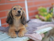 Kaninchen_Dachshund_5811