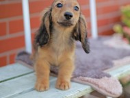 Kaninchen_Dachshund_5816