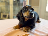Kaninchen_Dachshund_5821 Kaninchen_Dachshund_5821