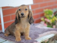 Kaninchen_Dachshund_5822 Kaninchen_Dachshund_5822