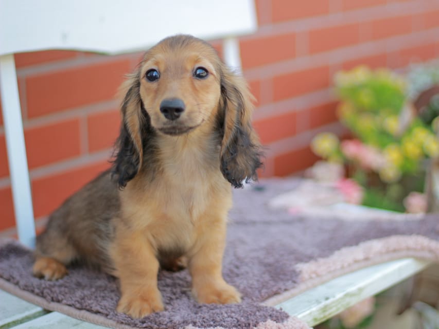 カニンヘンダックスフンド チャンミ&リバティの子犬 レッド 男の子（2）