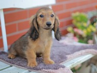 Kaninchen_Dachshund_5824 Kaninchen_Dachshund_5824