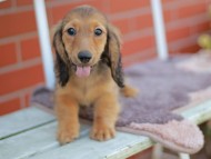 Kaninchen_Dachshund_5826 Kaninchen_Dachshund_5826