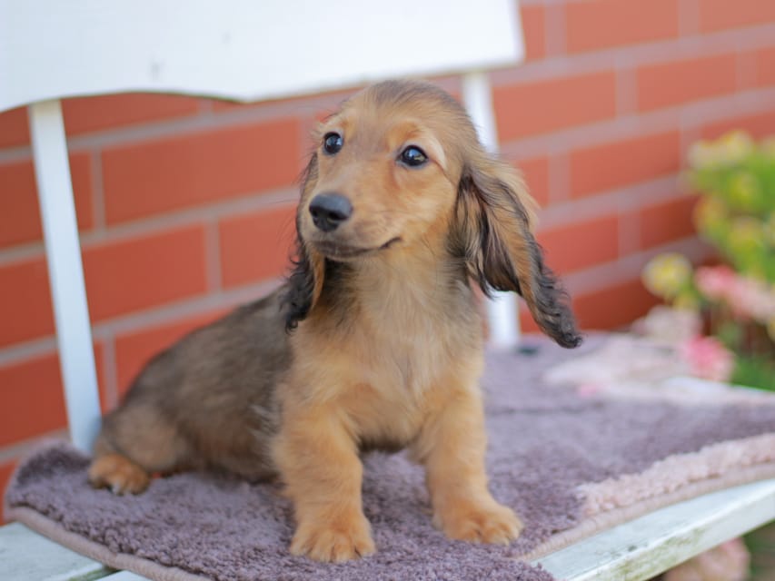 カニンヘンダックスフンド チャンミ&リバティの子犬 レッド 男の子（2）