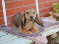 Kaninchen_Dachshund_5835 Kaninchen_Dachshund_5835