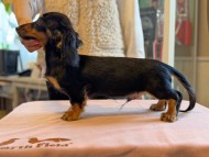 Kaninchen_Dachshund_5837