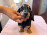 Kaninchen_Dachshund_5843