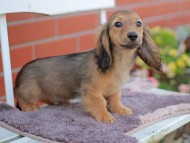 Kaninchen_Dachshund_5846