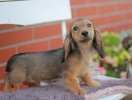 Kaninchen_Dachshund_5848